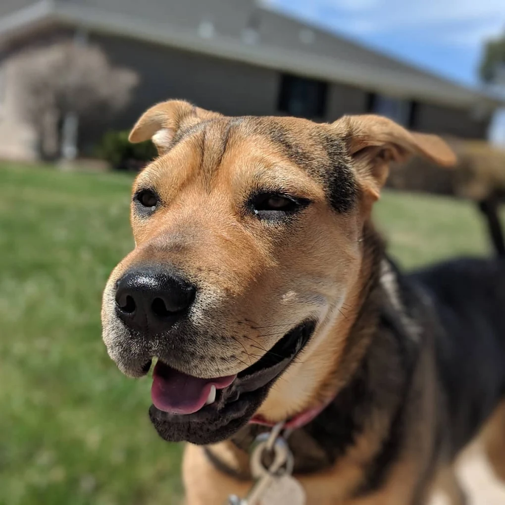 Denver Pro Pet Sitting